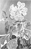 Lantana%20camara%20%27PII-LC1%27