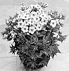 Phlox%20paniculata%20%27Dophlearlapop%27
