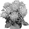 Dahlia%20variabilis%20%27Dodahacax%27