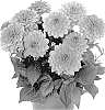 Dahlia%20variabilis%20%27Dodahyppin%27