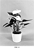Anthurium%20andraeanum%20L.%20%27AN2845192%27