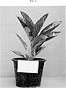 Aglaonema%20rotundum%20%27Sumalee%27