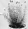 Lavandula%20stoechas%20spp.%20pedunculata%20%27IB6101%27