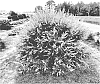 Vitex%20agnus-castus%20%27Bailtexthree%27