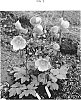 Anemone%20L.%20%27MACANE044%27