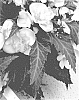 Begonia%20hybrida%20%27Dobegicsaf%27