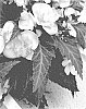 Begonia%20hybrida%20%27Dobegicsaf%27