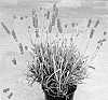 Lavandula%20dentata%20%27Dolavimpear%27