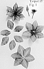Clematis%20viticella%20%27Evipo115%27
