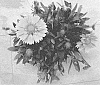 Gaillardia%20aristata%20%27Dogailspinman%27