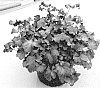 Heuchera%20hybrida%20%27DOHEUGABECI%27