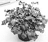 Heuchera%20hybrida%20%27DOHEUGABECI%27