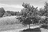 Cercis%20canadensis%20%27NC2017-6%27