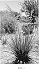 Hesperaloe%20funifera%20X%20parviflora%20%27Little%20Giant%27