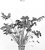 Philodendron%20bipinnatifidum%20%27PHELS02%27