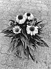 Echinacea%20purpurea%20%27BullEchipur%20106%27