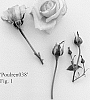 Rosa%20hybrida%20%27Poulren038%27