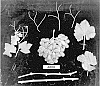 Vitis%20vinifera%20Grapevine%20%27ARD8%27