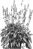 Betonica%20officinalis%20%27Summer%20Grapes%27