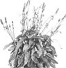 Betonica%20officinalis%20%27Summer%20Snowcone%27