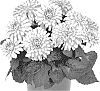 Dahlia%20variabilis%20%27Dodahyproswi%27