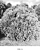 Thuja%20occidentalis%20%27RutThu4%27