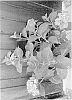 Hydrangea%20x%20macrophylla%20%27CAMFRE29%27