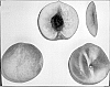 Prunus%20persica%20%27Wapeachthree%27