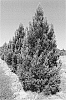 Cryptomeria%20japonica%20%27CJMTFZ%27