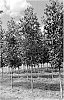 Liriodendron%20tulipifera%20%27LTMTF%27