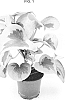 Peperomia%20polybotrya%20%27Verdant%20Flame%27