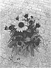 Echinacea%20purpurea%20%27BullEchipur%20110%27