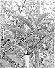 Malus%20x%20domestica%20%27DRF%2028%20Cltv.%27