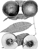 Prunus%20persica%20var.%20nucipersica%20%27Cassie%27s%20Jewel%27