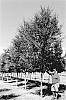 Quercus%20virginiana%20%27QVMTFS%27