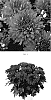 Chrysanthemum%20x%20morifolium%20%27CIDZ0117%27