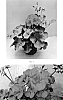 Pelargonium%20interspecific%20%27PEQZ0101%27