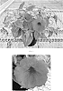 Petunia%20x%20hybrida%20%27Balsursre%27