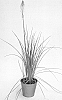 Kniphofia%20uvaria%20%27KLEKN22193%27
