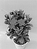 Mandevilla%20sanderi%20%27TVMD258%27