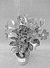 Mandevilla%20sanderi%20%27TVMD294%27
