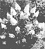 Hydrangea%20x%20paniculata%20%27ILVOHPPRM%27