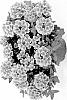 Verbena%20hortensis%20%27DVERVACMRS%27