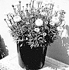 Leucanthemum%20x%20superbum%20%27Real%20Tiny%20Bubbles%27