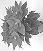 Euphorbia%20pulcherrima%20Willd.%20%27RINE%2019806%27