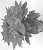 Euphorbia%20pulcherrima%20Willd.%20%27RINE%2019806%27