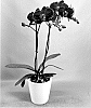 Phalaenopsis%20hybrid%20%27PHA352347%27