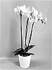 Phalaenopsis%20hybrid%20%27PHA602768%27