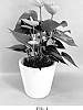 Anthurium%20andraeanum%20L.%20%27AN2667176%27