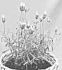 Lavandula%20stoechas%20spp.%20pedunculata%20%27IB61003%27